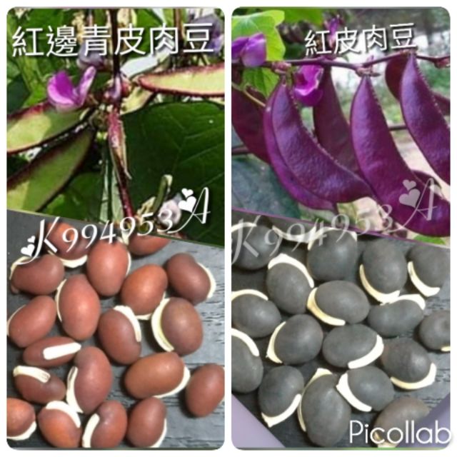 綜合肉鵲豆種子25$100