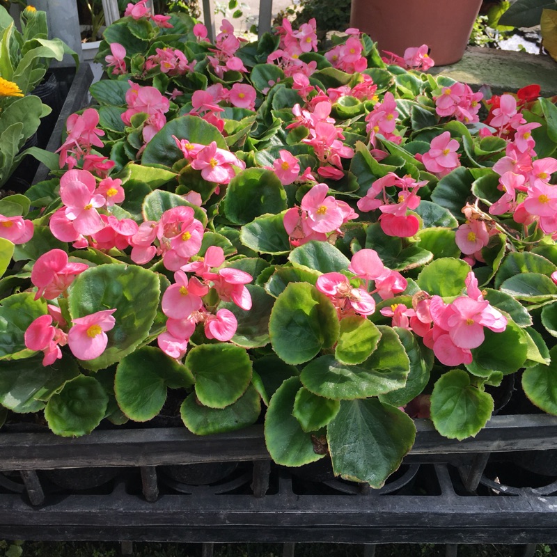 賞花趣園藝四季海棠秋海棠不挑花色3吋盆 蝦皮購物