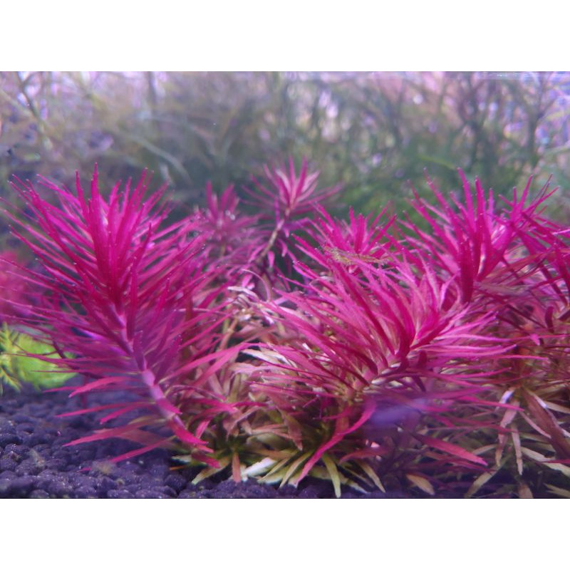 阿馨水草屋 水草造景 新百葉8株50元 出貨時為水上葉 水草水族造景裝飾專賣店 蝦皮購物