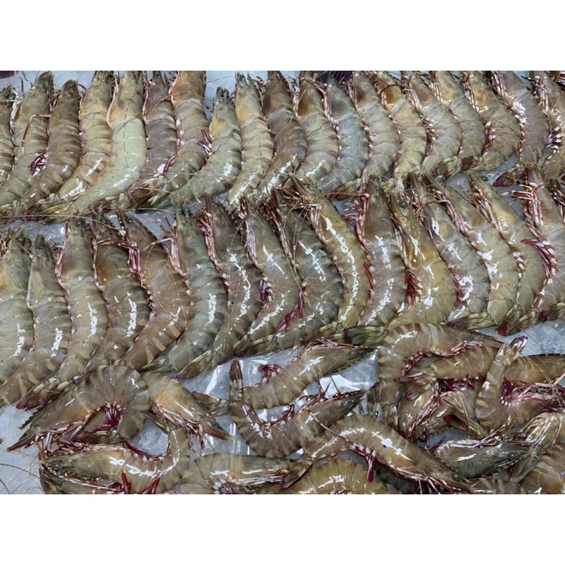 華昇．漁【野生海明蝦】來自東港的野生海明蝦
