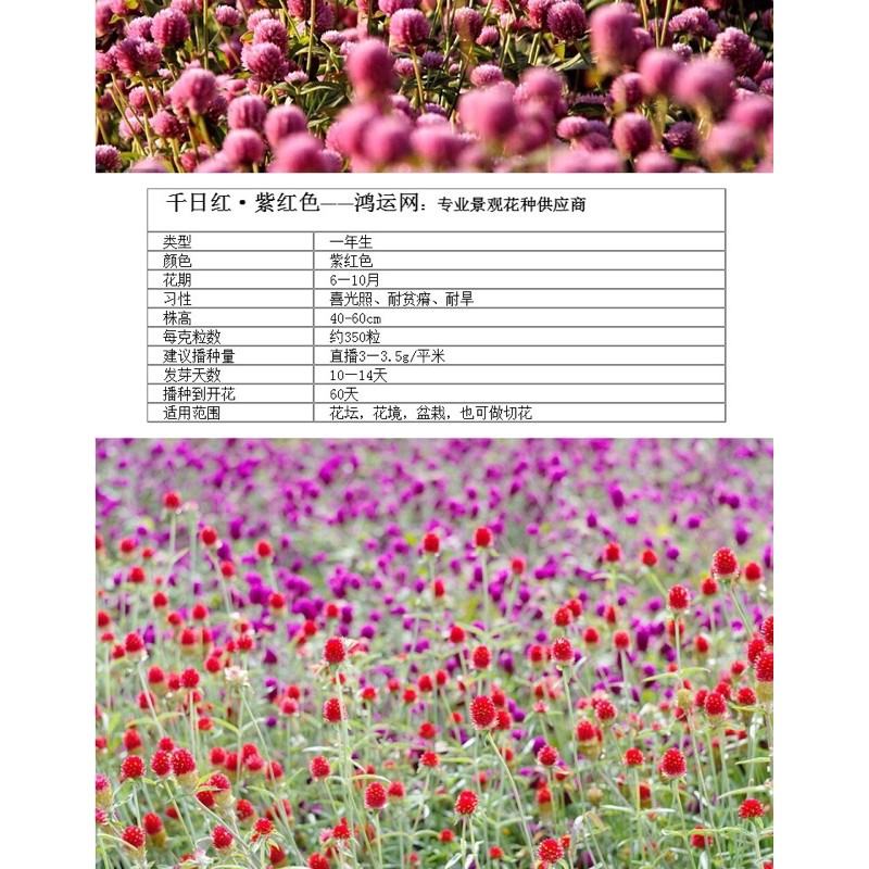 現貨花種子50顆千日紅百日紅圓仔花火球庭院景觀綠化花卉盆栽易活花籽千日紫種子 蝦皮購物