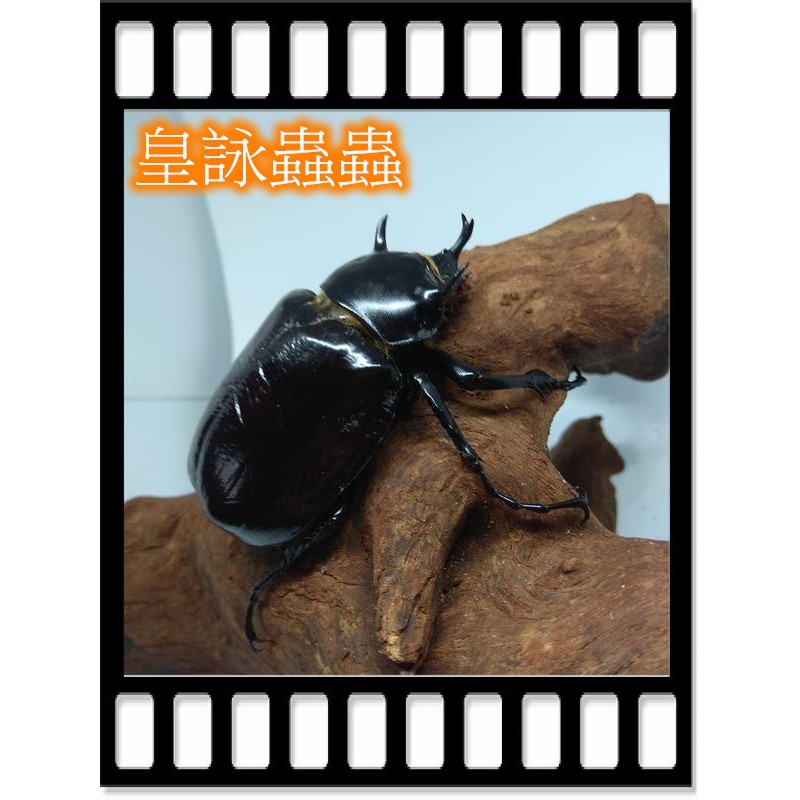 【皇詠蟲蟲】昆蟲 甲蟲 鍬形蟲 M.M. 戰神大兜蟲 CBF1 超便宜 超好養 幼蟲 精密可動模型