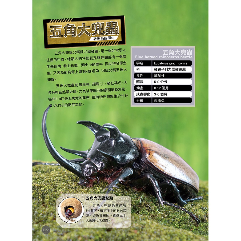 世界昆蟲動物圖鑑大百科 蝦皮購物