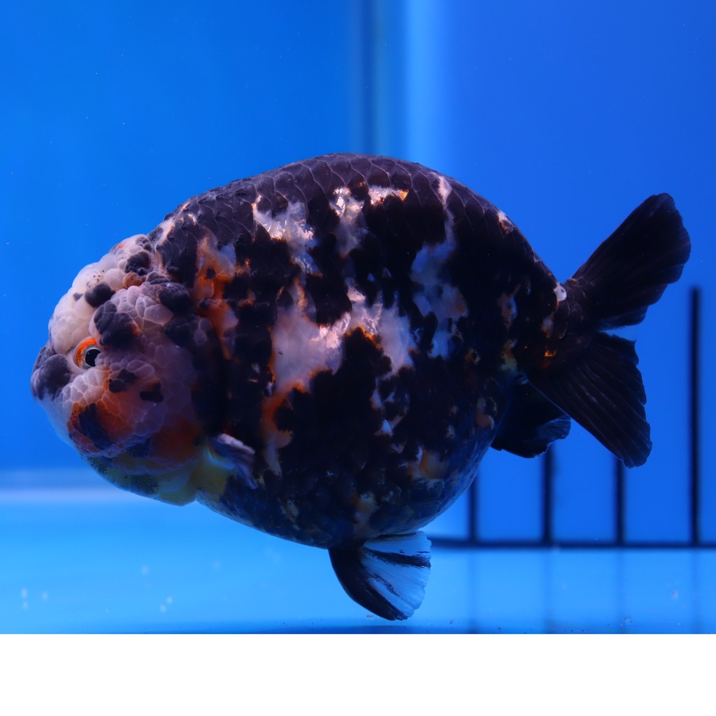 中國風金魚 高蛋白爆頭金魚專用飼料 沉料 蝦皮購物