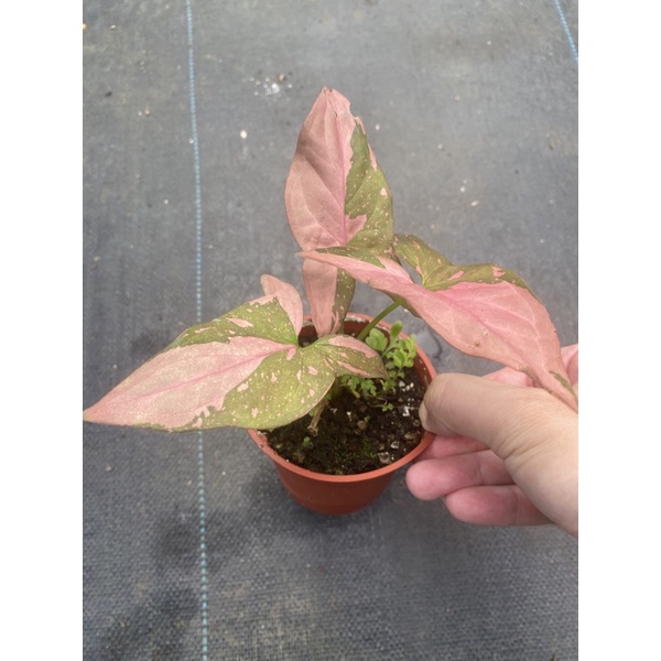 Syngonium Pink Splash Taille M – Plante D'intérieur Rare, Verte à Motifs Roses, Bio