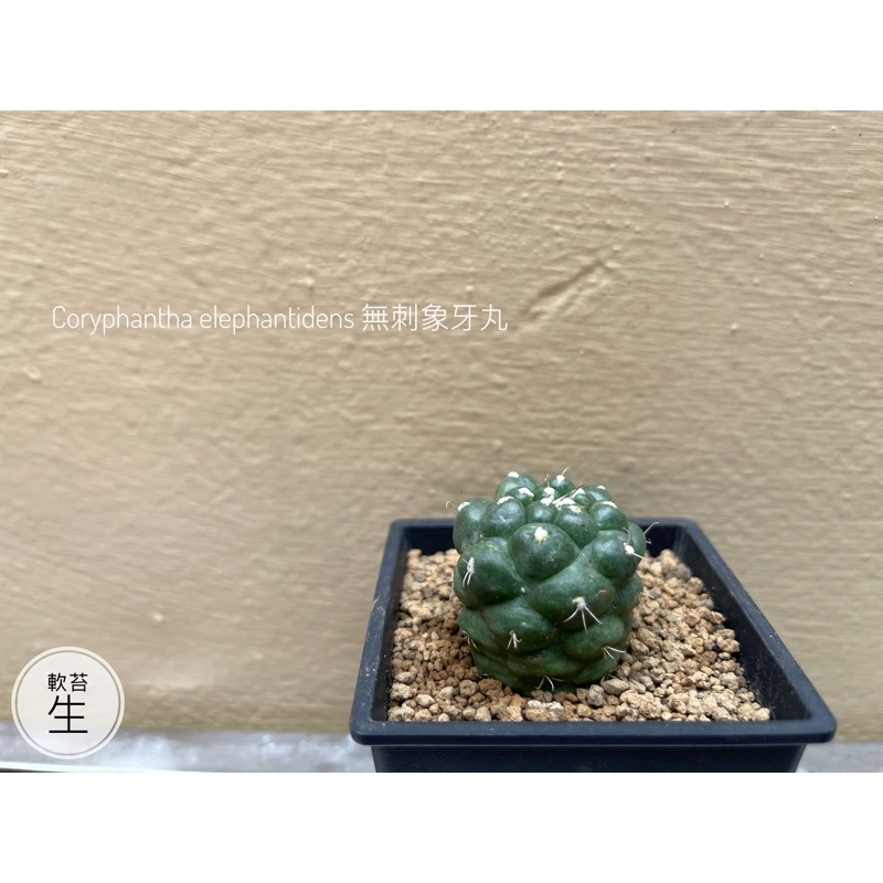 無刺象牙丸Coryphantha elephantidens