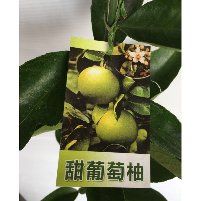 花囍園 水果苗 甜葡萄柚 又稱香甜葡萄柚黃金蜜柚蜜柚 果辦多肉 4 5吋高約30 50cm 售300特價2 蝦皮購物