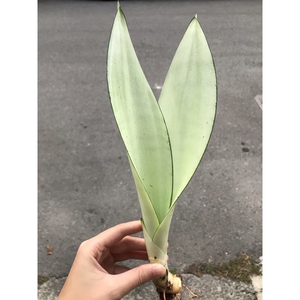 🌳阿爸的虎蘭花園🌳銀后虎尾蘭（30cm up)/白玉虎尾蘭/虎尾蘭/