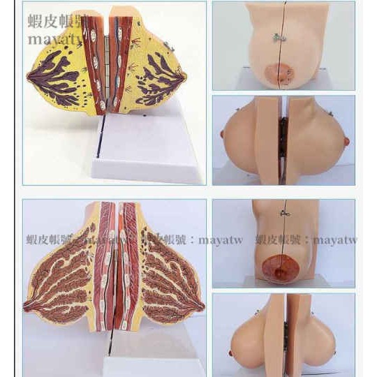 Md B 0058 乳房模型胸模型胸部解剖模型靜止期哺乳期女性乳房結構造教學醫學 蝦皮購物