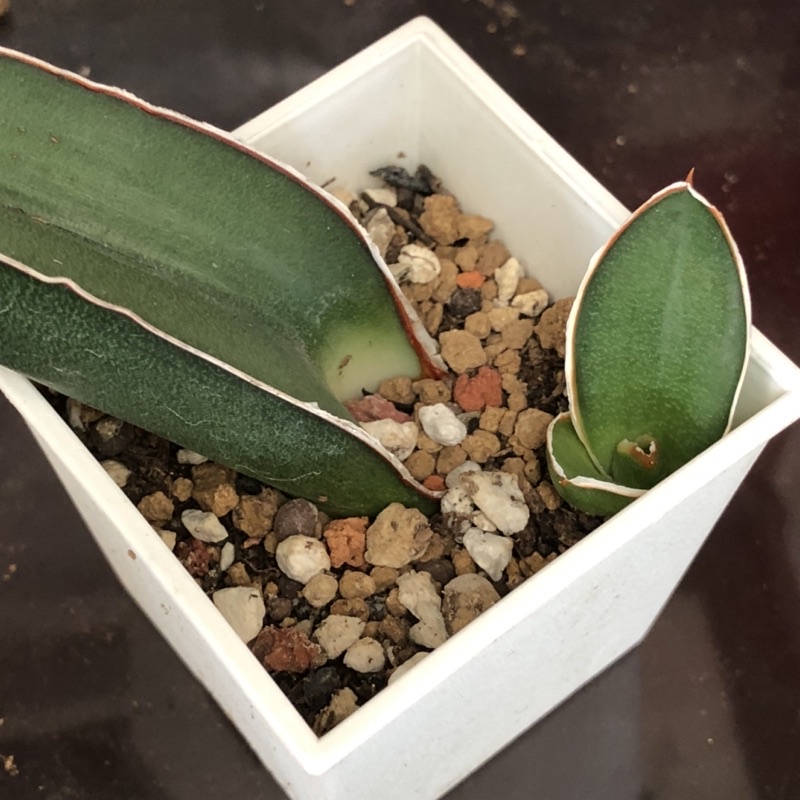 H6 玫瑰武士 葉孵芽 熊多肉植物7 2 蝦皮購物