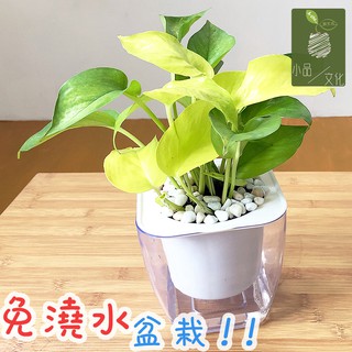 【小品文化】綠蘿【現貨】4吋透明懶人盆栽 空氣淨化 加水更方便 觀葉植物 室內植物 廁所植物 創意花盆 居家辦公盆花