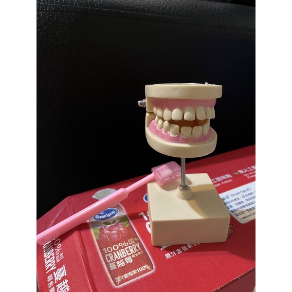 保母考試用品—牙齒模型（齒模）