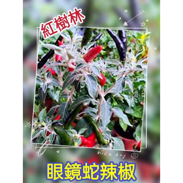 【紅樹林】眼鏡蛇辣椒 (種子)~每份10粒