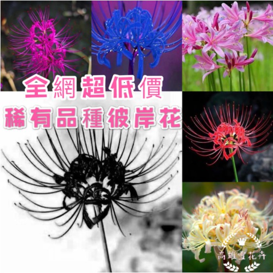 1🍓台灣💋彼岸花球根 種球 曼珠沙華種子 超低價 限時搶購 彼岸花種子