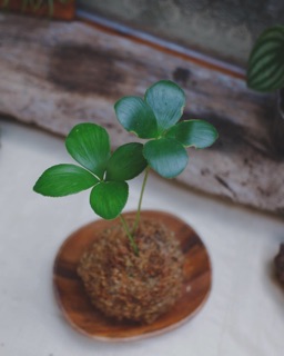 桌上植物 優惠推薦 21年4月 蝦皮購物台灣