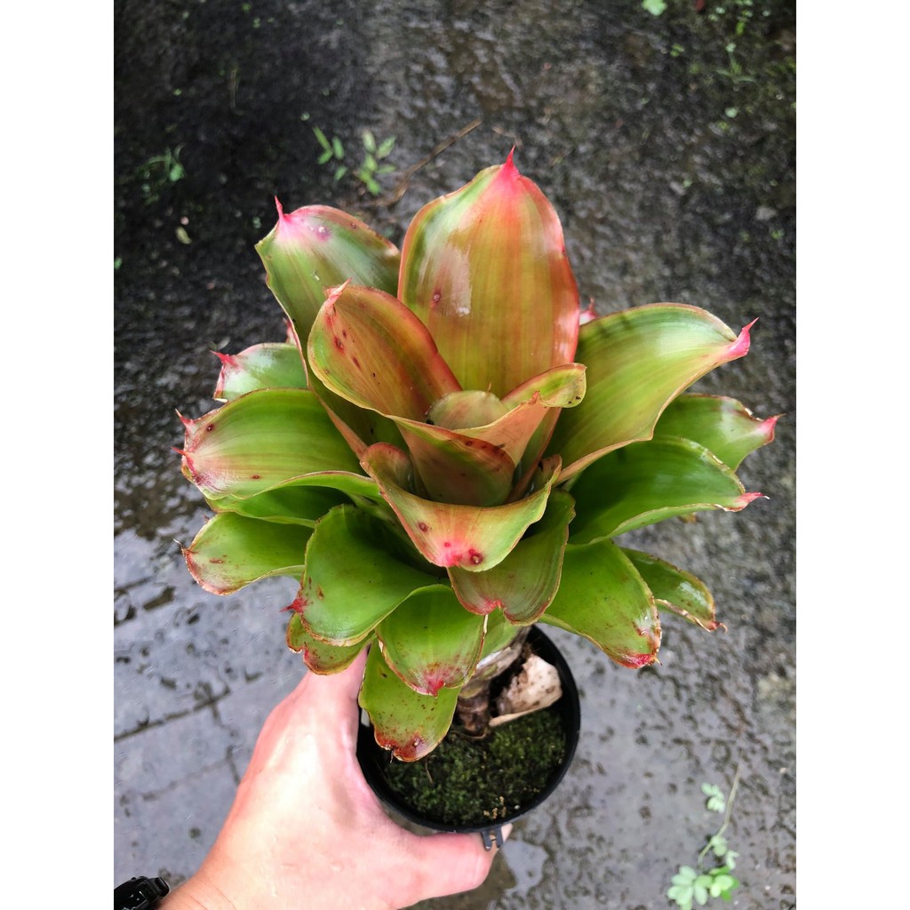 漫活雨林 Neoregelia Meyendorffii (A) 稀有五彩 /五彩積水鳳梨/積水鳳梨