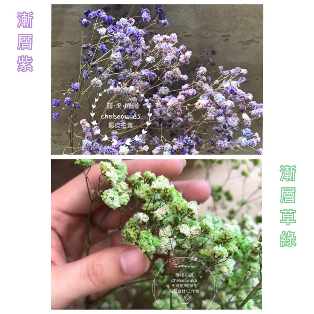 晴冬小舖 進口厄瓜多乾燥滿天星超齊全 全11色 乾燥花材乾燥花束不凋花手作鄉村風乾燥花畢業花束
