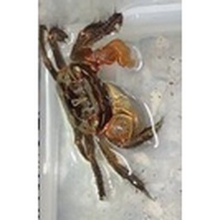 中型仿相手蟹聖誕蟹 蝦皮購物