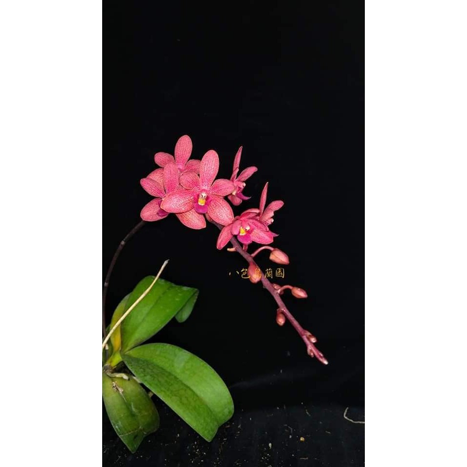 🌸八色鳥蘭園🌸蘭花品種:《腎藥交朵麗碟》✨花期久.易開花好照顧.板植蛇木✨