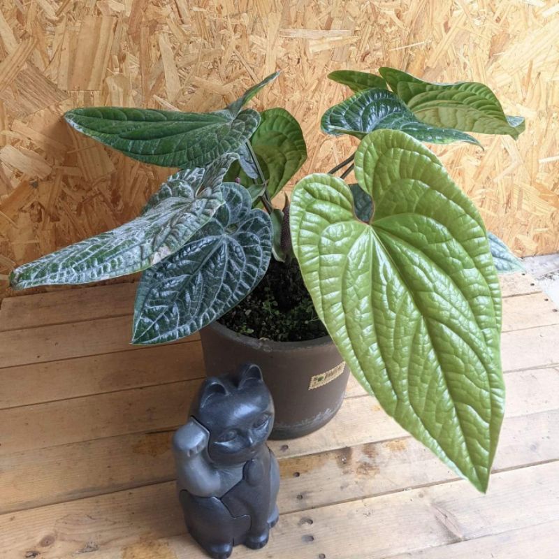 雙十蕨 】LxR Anthurium Luxurian radicans | 蝦皮購物