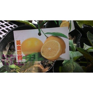 花花世界_水果苗-*黃金檸檬(嫁接苗) *4.5吋盆/高25-40cm/新品檸檬 果大金黃/MA(特價中)