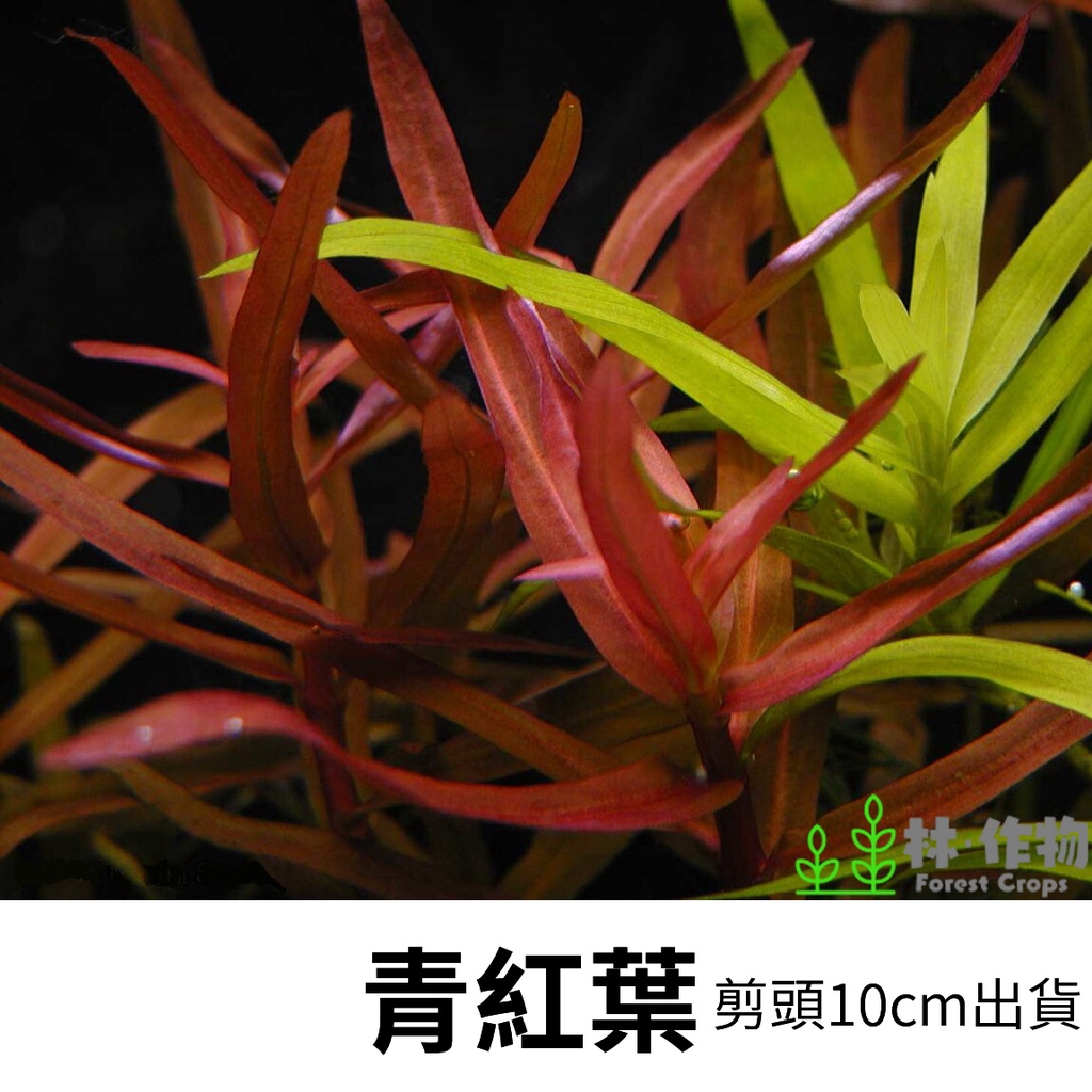 中景草 優惠推薦 22年10月 蝦皮購物台灣