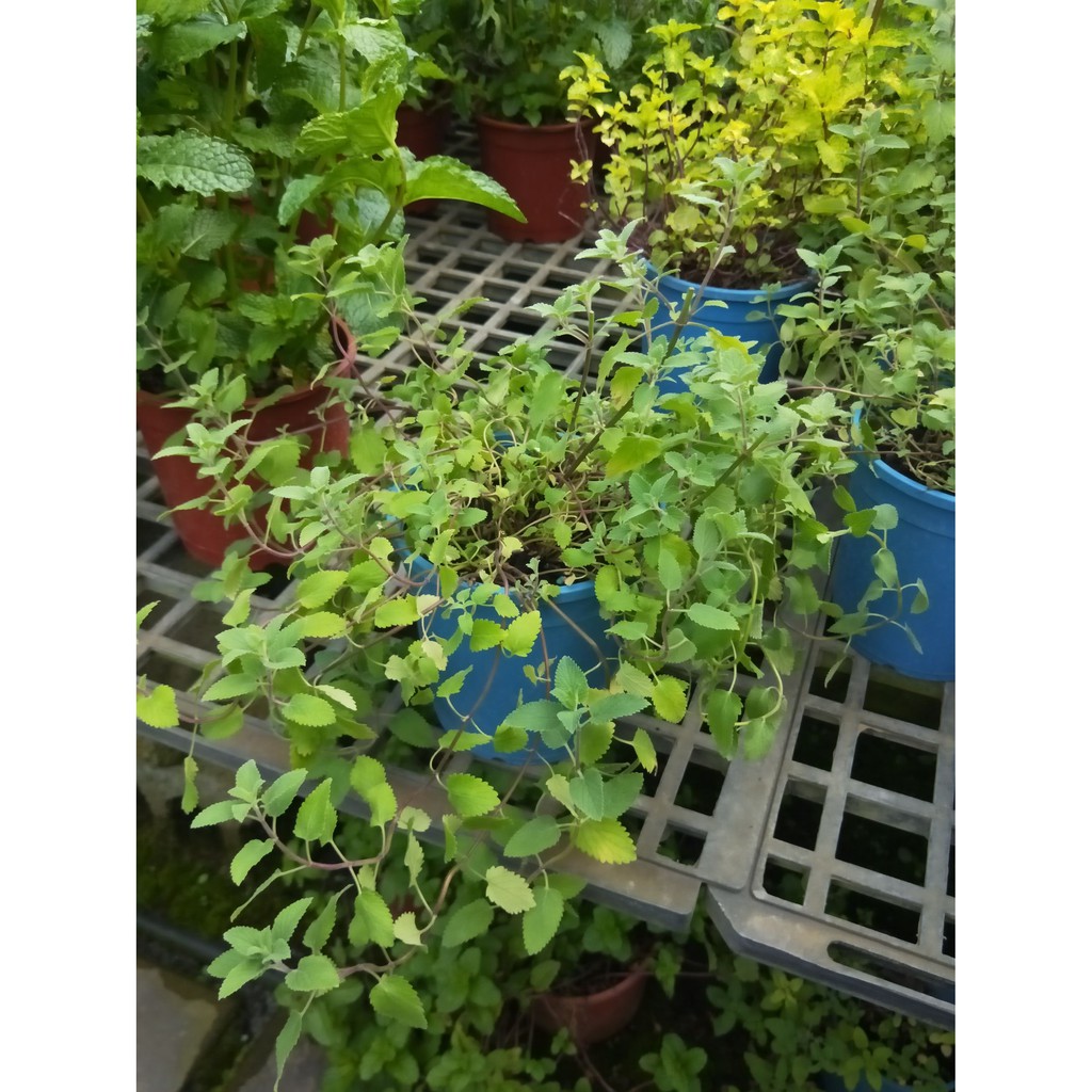 花精靈植物的家 香草 多年草本 紫花貓薄荷 高約10公分 蝦皮購物