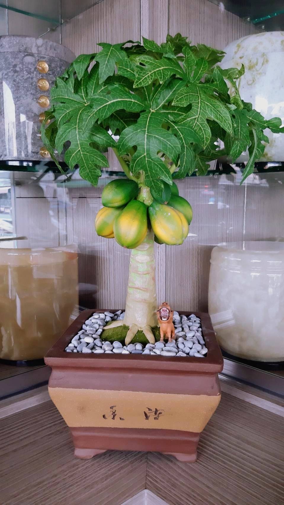 手工袖珍木瓜盆栽 蝦皮購物