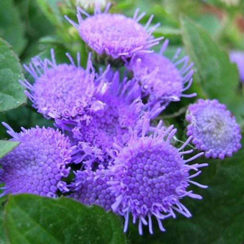 台灣現貨 大花藿香蓟種子 薄荷香氣 50顆陽台盆栽花草花海工程景觀花卉種子新手易播花籽 蝦皮購物