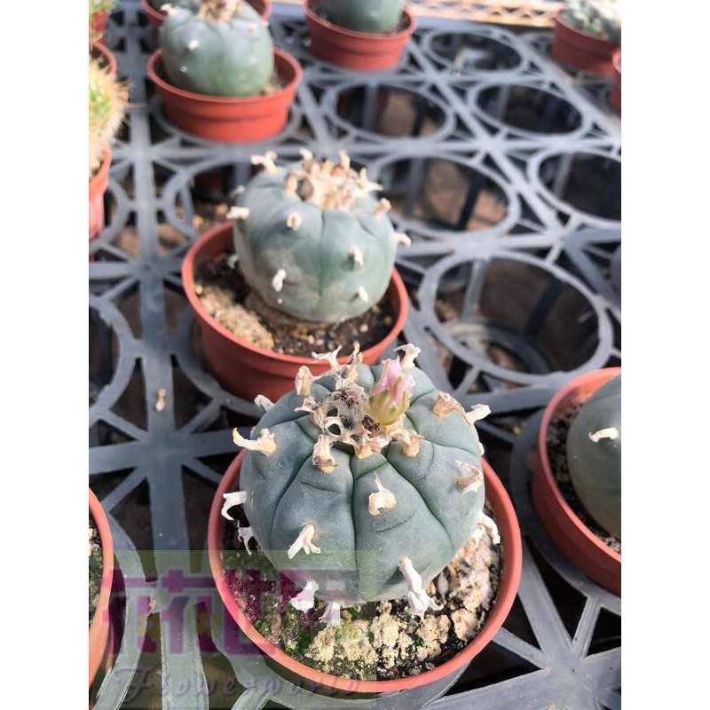 花花世界_多肉植物*馬羽玉-烏羽玉3吋 單株高2cm