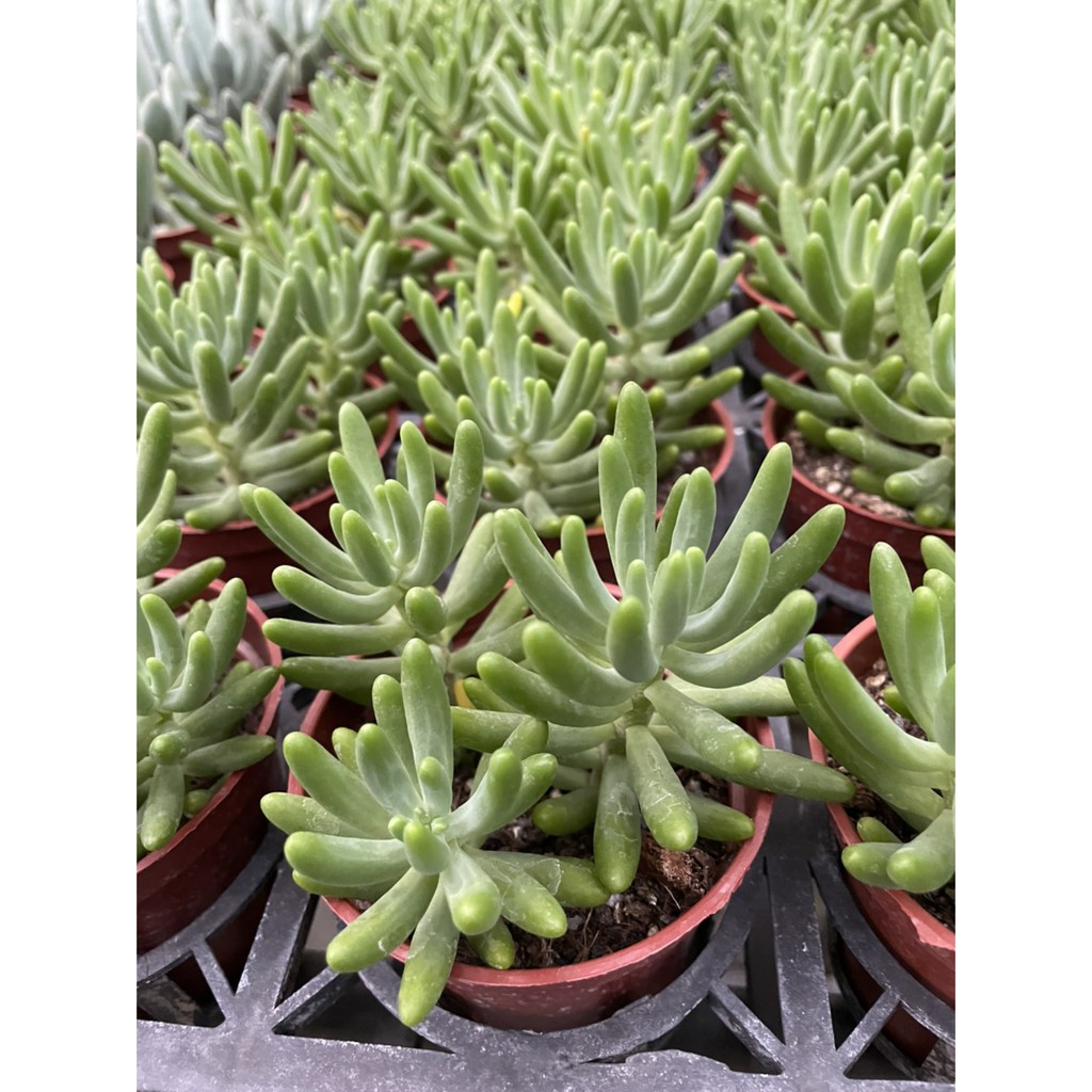 多肉植物 仙人掌 八千代 3吋盆 蝦皮購物