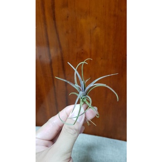 ◤永藝◢空氣鳳梨專賣_卡比多明尼加