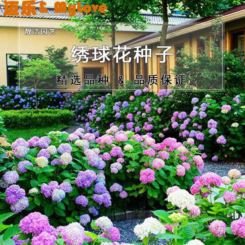 現貨大 繡球花種子 幸運花多色易活觀賞花卉四季陽臺盆栽室內花籽 蝦皮購物