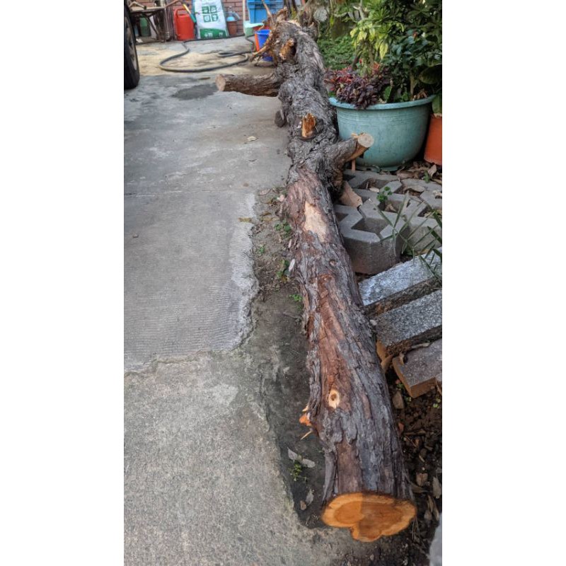 龍柏木頭 Ptt Dcard討論與高評價網拍商品 21年10月 飛比價格