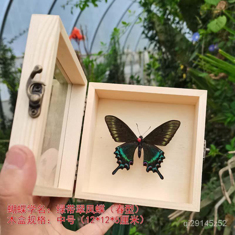 昆蟲標本盒的價格推薦第3 頁 21年9月 比價比個夠biggo