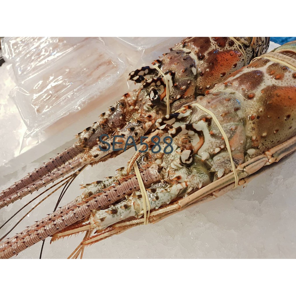 Sea5 生凍大龍蝦野生伊勢海老 蝦皮購物