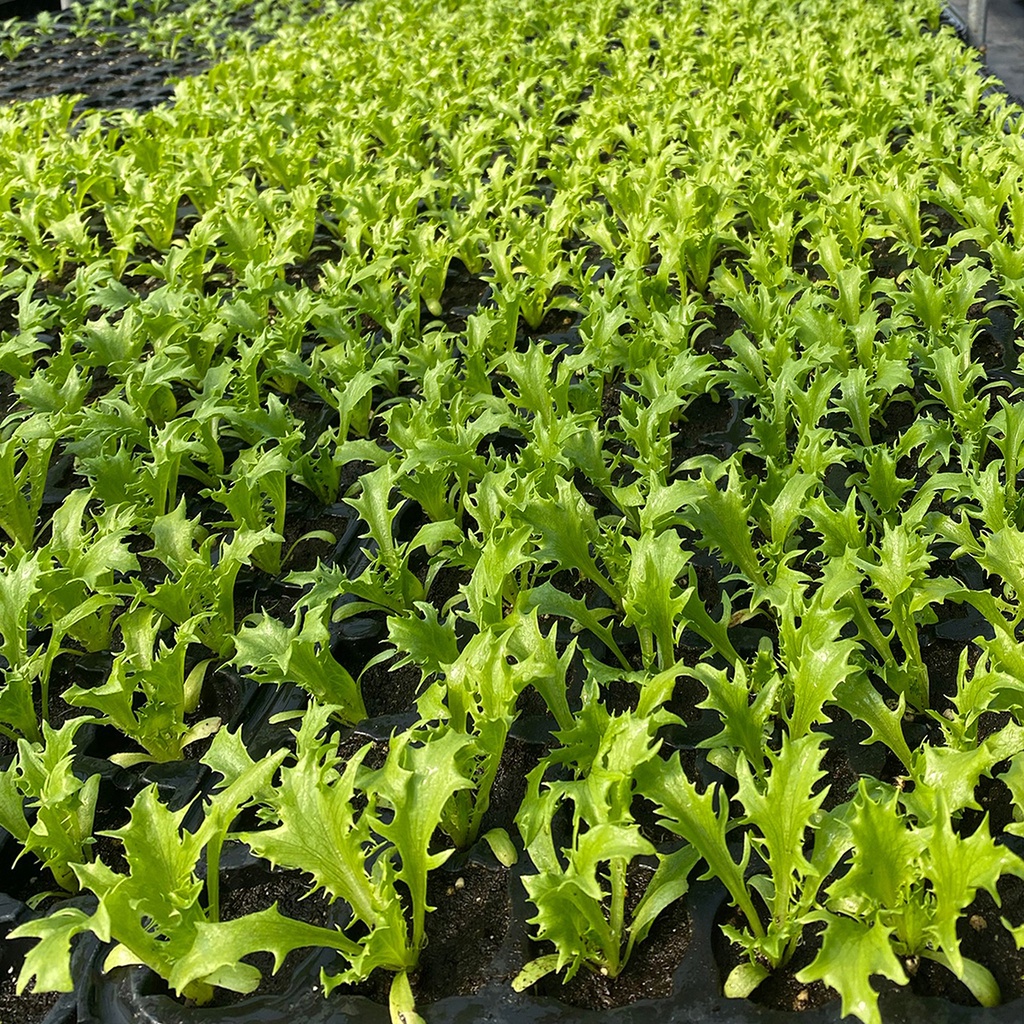 MJ植材工作室-綠火焰萵苣苗 綠精靈 生菜萵苣葉 在共生家當農夫 魚菜