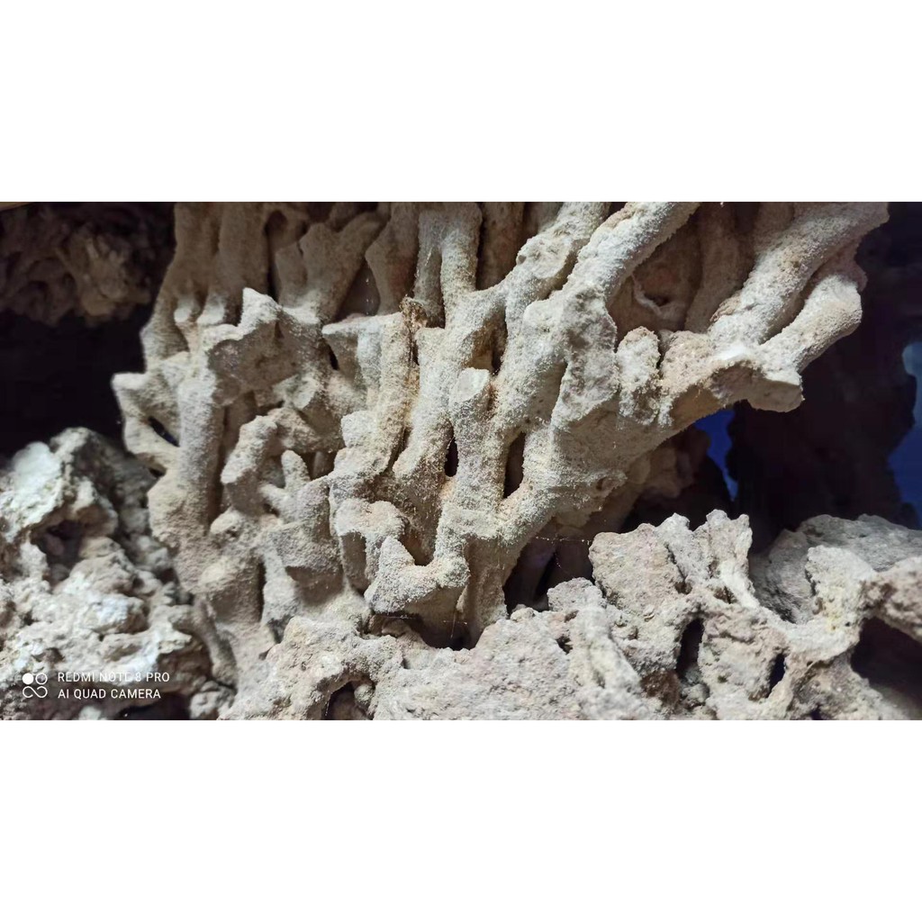 魚缸造景 大型 珊瑚化石 海景 海水  咾咕石 葵 骨  真珊瑚 保育