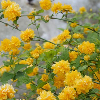 重山吹的價格推薦 21年4月 比價撿便宜
