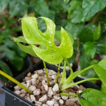 姬龜背芋，一物一拍，觀葉植物／龜背芋／龜背竹／陽台與窗邊都適合