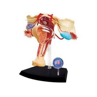 【小瓶子的雜貨小舖】4D MASTER 26062 立體拼組模型人體解剖教學系列-女性生殖系統 4D拼圖