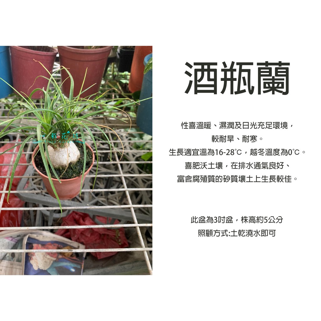 心栽花坊-酒瓶蘭/3吋/觀葉植物/室內植物/綠化植物/售價50特價40