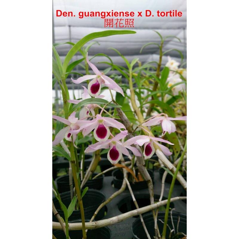 【上賓蘭園】石斛蘭 Den. guangxiense x D. tortile 賣2.5吋植株