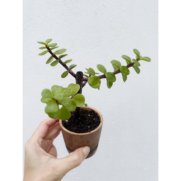 乳銀杏 銀杏木 多肉植物 樹馬齒莧 懶人植物 室外 蝦皮購物