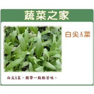 蔬菜之家滿額免運【00A18】大包裝白尖A菜種子220克(約8萬8千顆) (尖葉種)(蔬菜種子)
