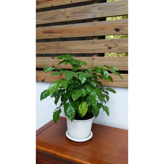 快速出貨 盆栽 進財樹 招財植物 旺旺樹 送底盤 海南菜豆樹 發財 好運 室內植物