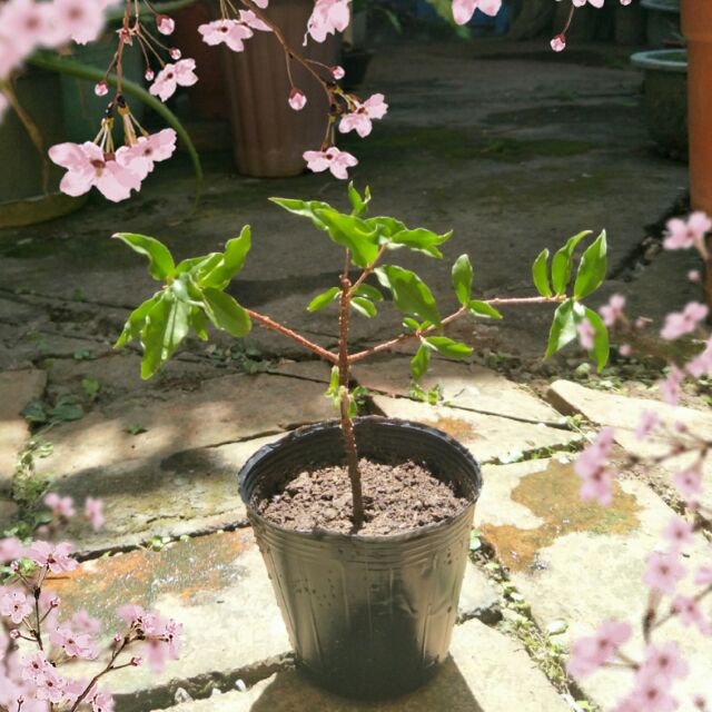 李氏櫻桃🍒小盆栽 3吋軟盆/園藝植作/迷你櫻桃/小葉黃褥花/小葉西印度櫻桃/小櫻桃