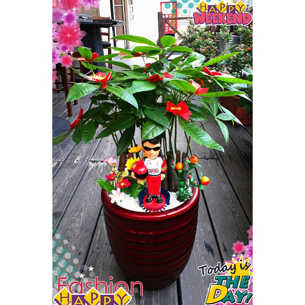 車行 車業開幕祝賀盆栽 Gtp603 發財樹盆栽 馬拉巴栗 專業代客送花 蝦皮購物