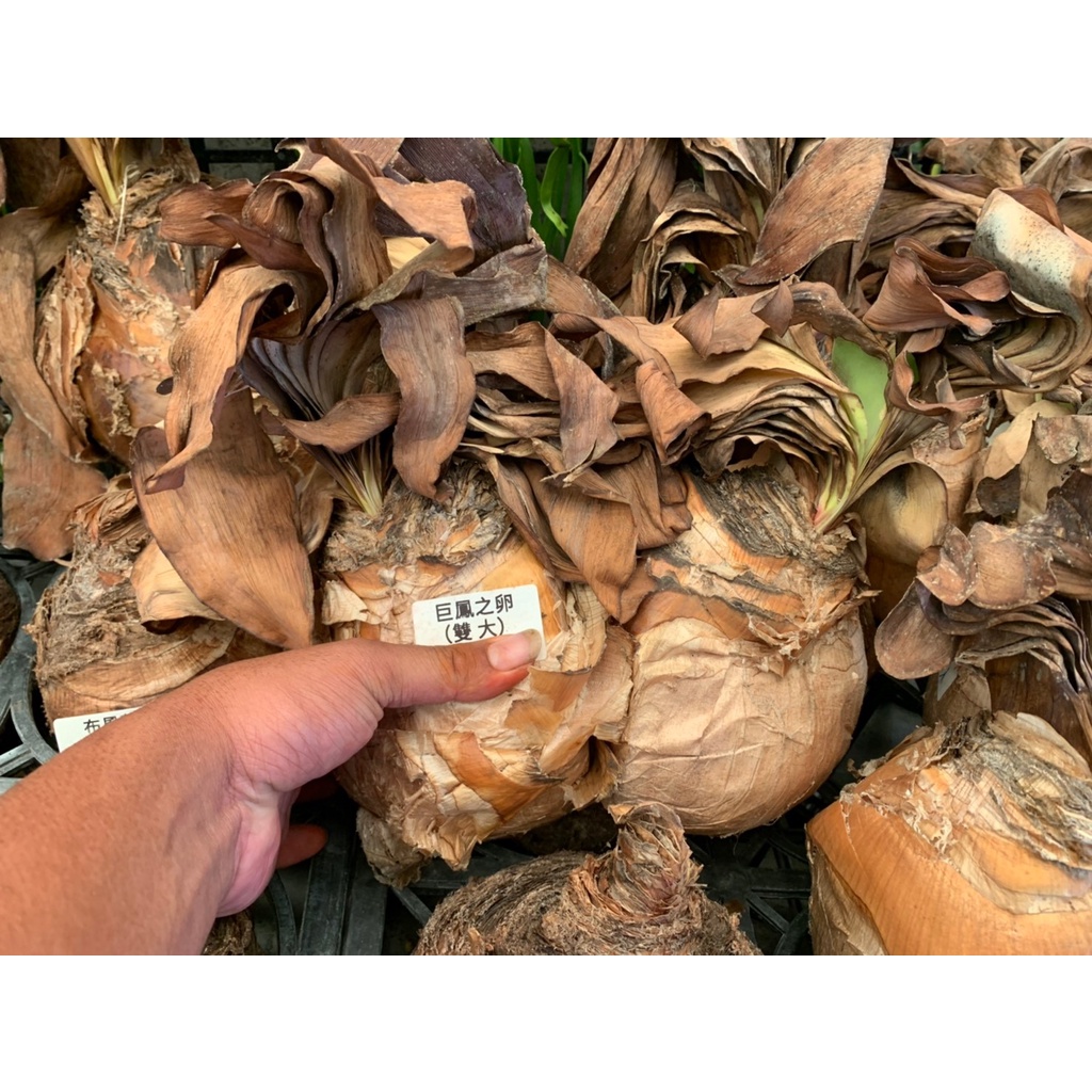 花園植物工坊 裸根植物 巨鳳之卵 雙大 蝦皮購物