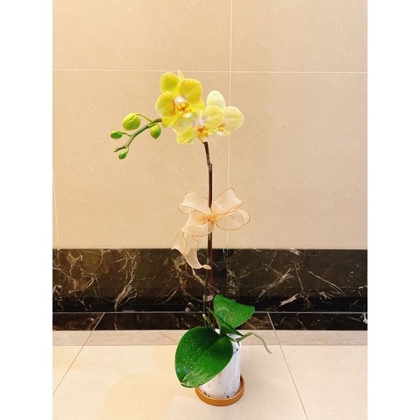 花間 蘭花盆栽 另可客制化 重植 花器 花器可單賣 辦公室桌上蘭花 升官調動開幕蘭花 蝦皮購物